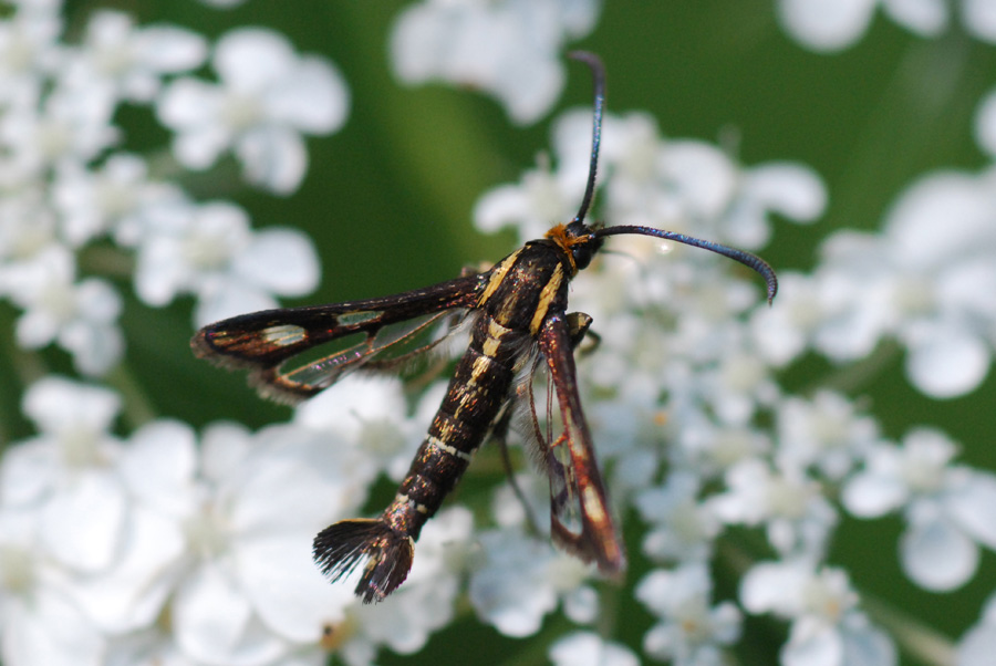 sesia da identificare